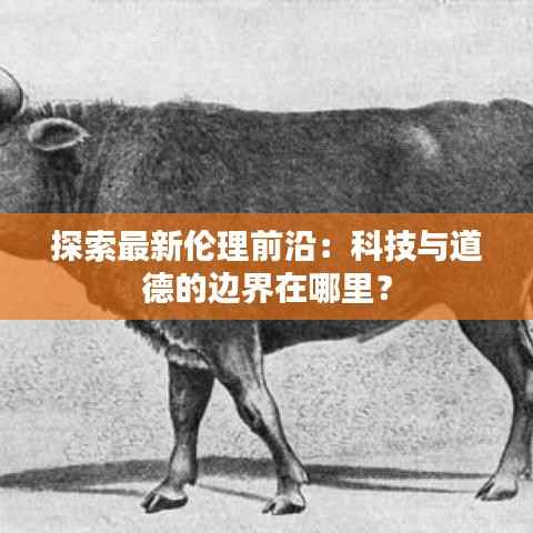 探索最新伦理前沿：科技与道德的边界在哪里？