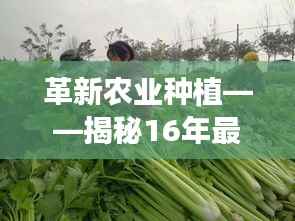 革新农业种植——揭秘16年最新松花菜品种