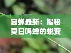 夏蝉最新：揭秘夏日鸣蝉的蜕变之旅