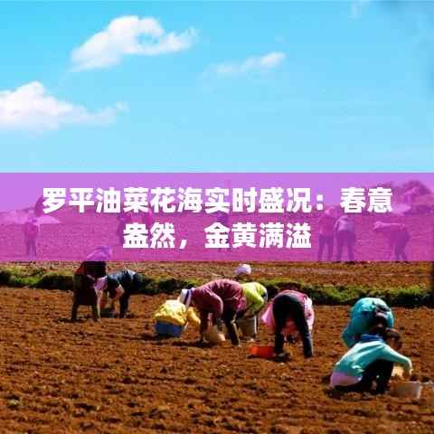 罗平油菜花海实时盛况：春意盎然，金黄满溢