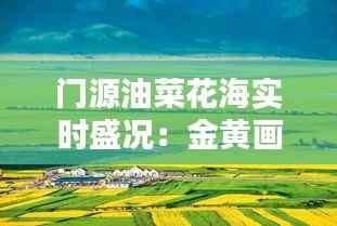 门源油菜花海实时盛况：金黄画卷中的诗意漫步