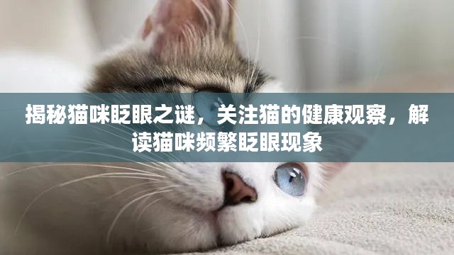 揭秘猫咪眨眼之谜，关注猫的健康观察，解读猫咪频繁眨眼现象