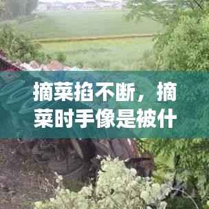 摘菜掐不断，摘菜时手像是被什么东西钻进去很疼 