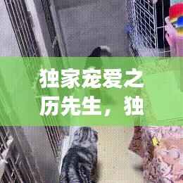 独家宠爱之历先生，独家宠爱全文阅读 