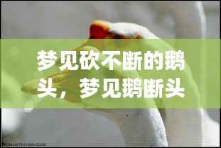 梦见砍不断的鹅头，梦见鹅断头的预示 