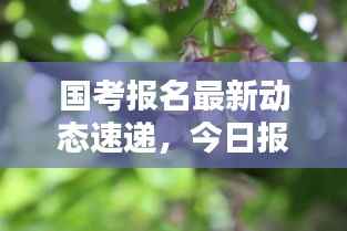 国考报名最新动态速递，今日报考趋势大揭秘