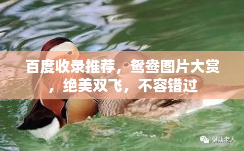 百度收录推荐，鸳鸯图片大赏，绝美双飞，不容错过