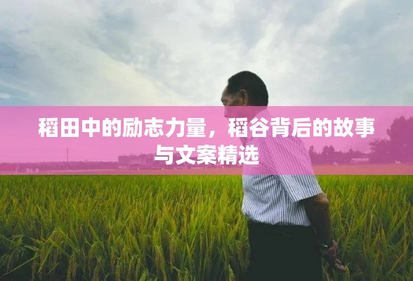 稻田中的励志力量，稻谷背后的故事与文案精选