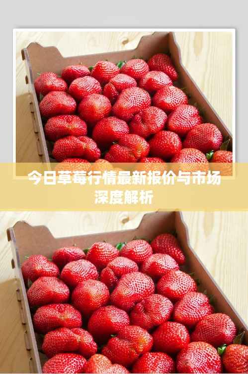 今日草莓行情最新报价与市场深度解析