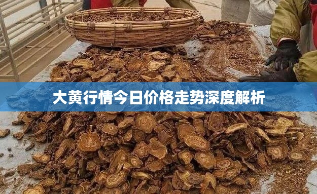大黄行情今日价格走势深度解析