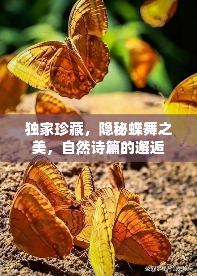 独家珍藏，隐秘蝶舞之美，自然诗篇的邂逅