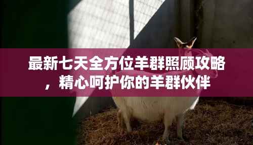 最新七天全方位羊群照顾攻略，精心呵护你的羊群伙伴