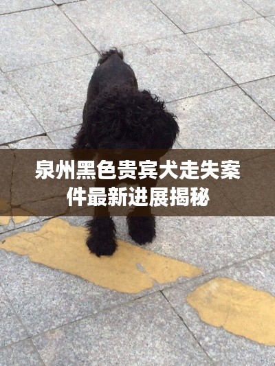 泉州黑色贵宾犬走失案件最新进展揭秘