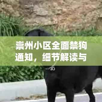 崇州小区全面禁狗通知，细节解读与影响分析