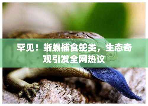 罕见！蜥蜴捕食蛇类，生态奇观引发全网热议
