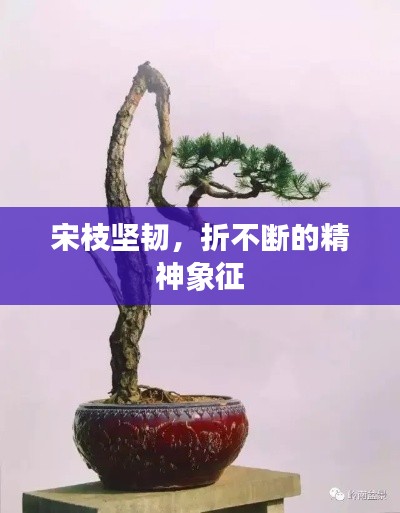 宋枝坚韧，折不断的精神象征