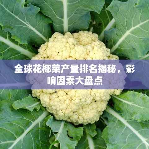全球花椰菜产量排名揭秘，影响因素大盘点