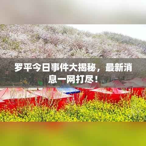 罗平今日事件大揭秘，最新消息一网打尽！
