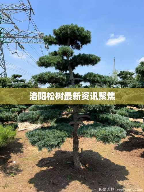 洛阳松树最新资讯聚焦