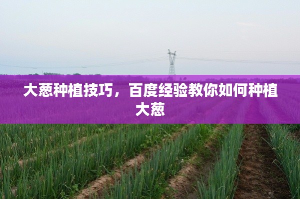 大葱种植技巧，百度经验教你如何种植大葱