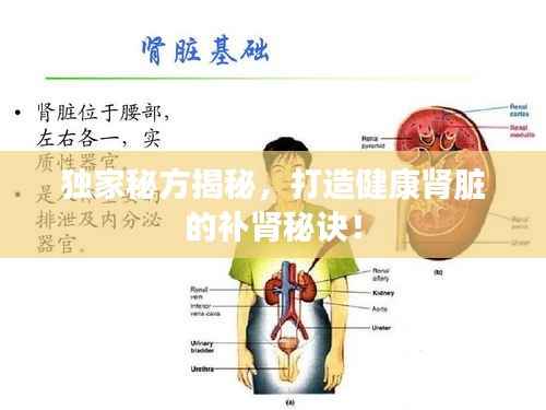 独家秘方揭秘，打造健康肾脏的补肾秘诀！