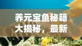 养元宝鱼秘籍大揭秘，最新水族乐园打造指南