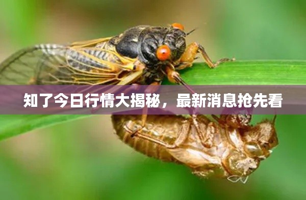 知了今日行情大揭秘，最新消息抢先看