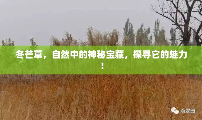 冬芒草，自然中的神秘宝藏，探寻它的魅力！